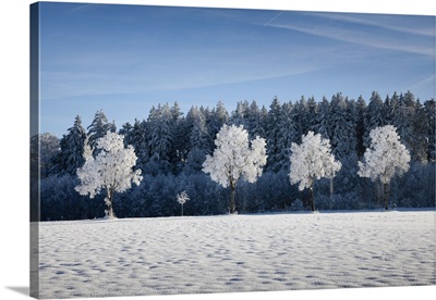 White frosted trees in winter landscape