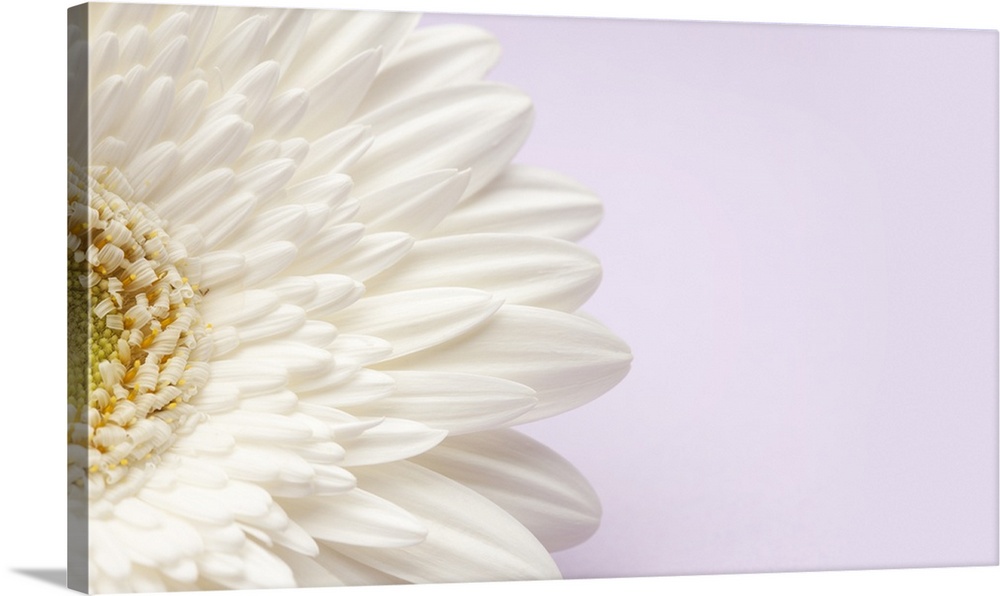 White gerbera daisy on lavender background.