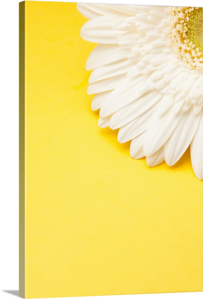 White Gerbera daisy with yellow copyspace.