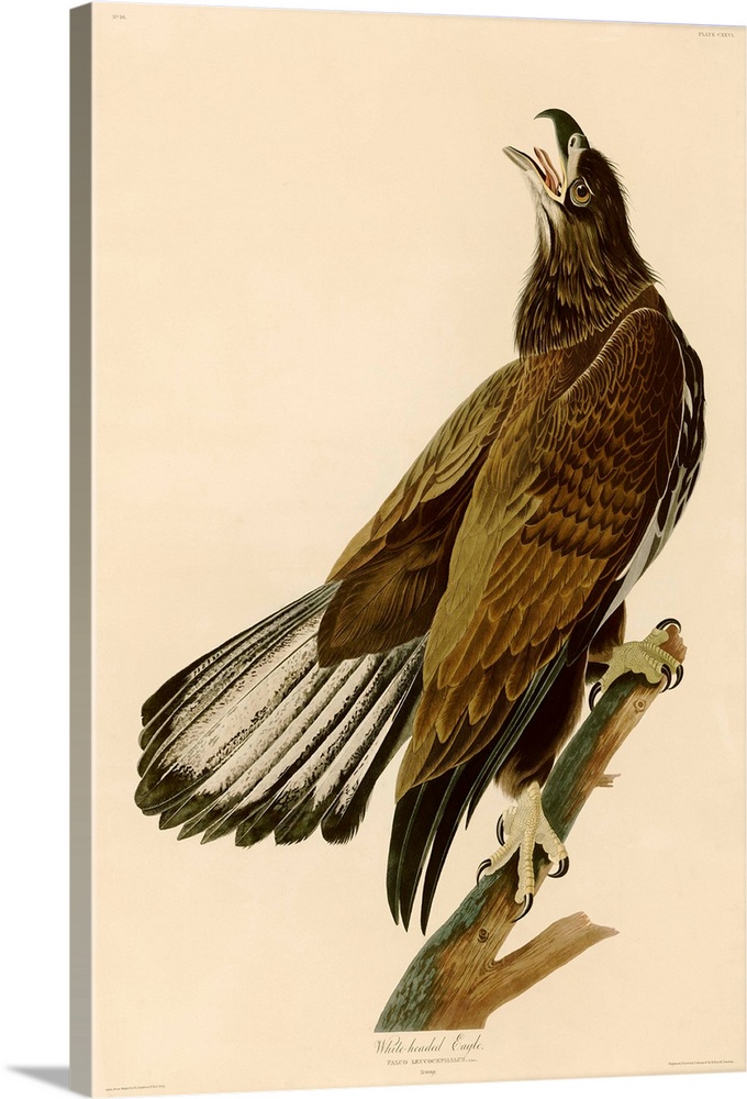 An illustration engraved by Robert Havell, Jr. and published in The Birds of America by John James Audubon. Circa 1832.