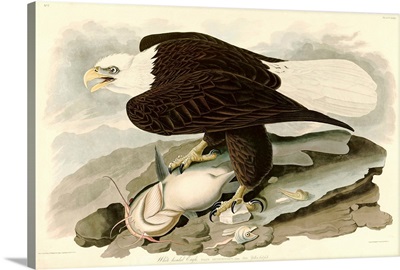 White Headed Eagle By John James Audubon
