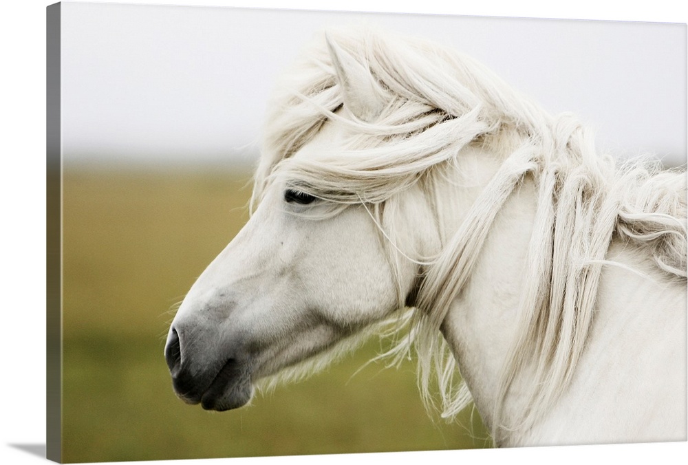 Horizontal, large photograph of the profile of a white horse, mane slightly wind blown, standing in front of a blurred bac...