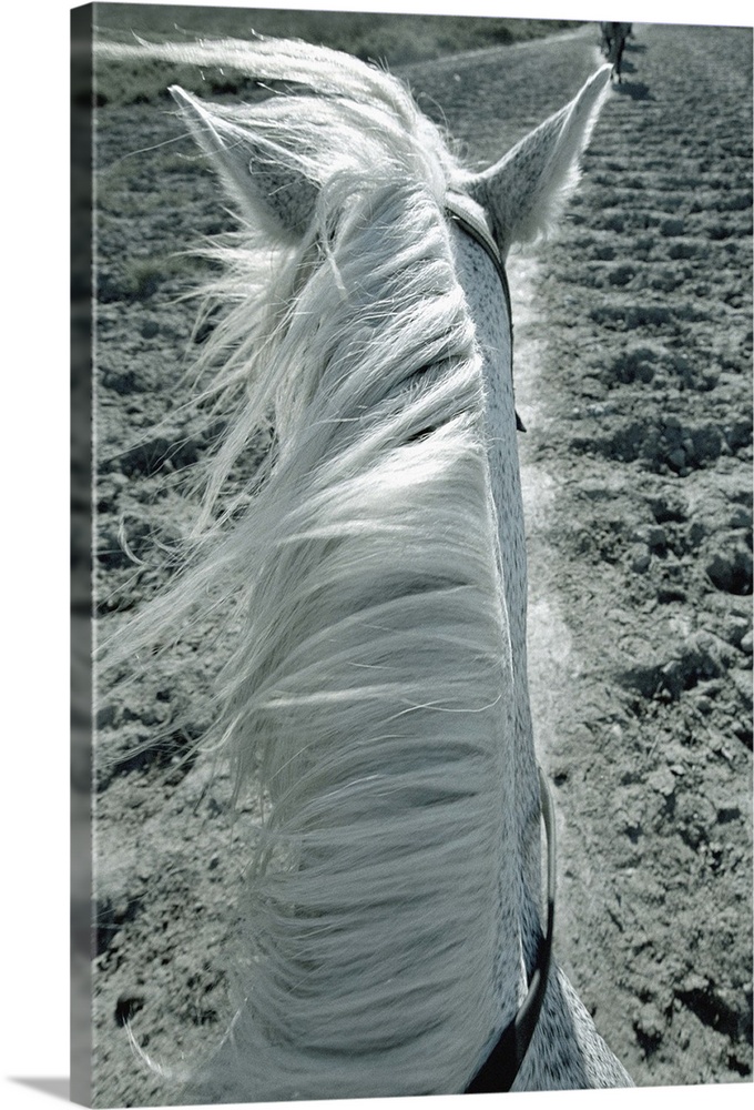 White horse on beach, close-up