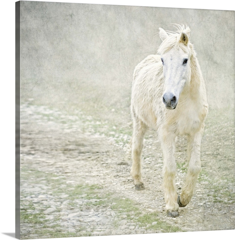 White horse with long winter coat, walking down a dirt track. Texturized.