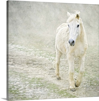 White horse walking along stony path