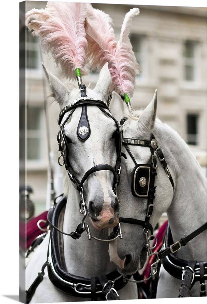 White dress horses sharing a tender moment together.