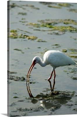 White ibis, Delray Beach