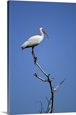 White Ibis standing on tip of branch