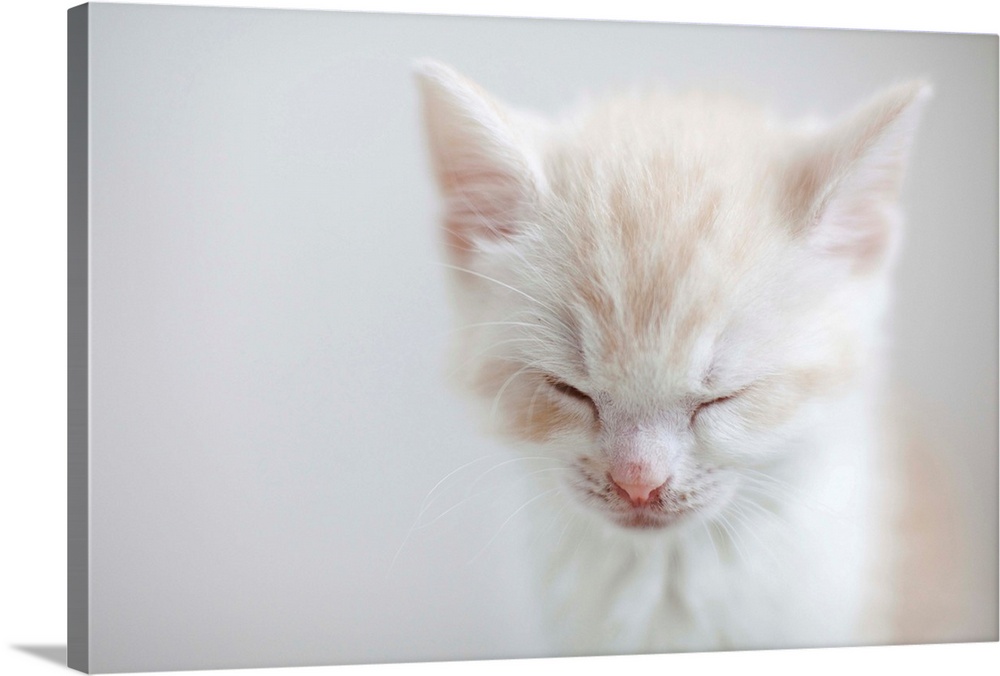 White Kitten Sleeping