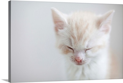 White Kitten Sleeping