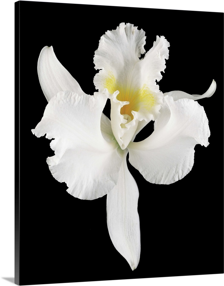 White orchid flower in bloom (Orchidaceae) on black background