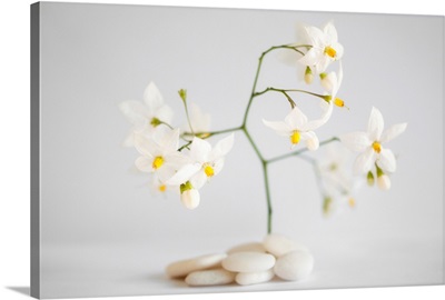 White pebbles and jasmine flowers on white background.