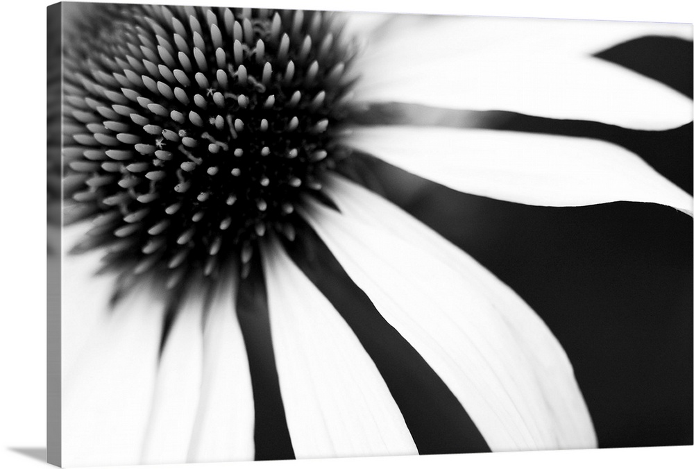 White petals on a black background radiating from the centre of the flower, resembling sun and rays.