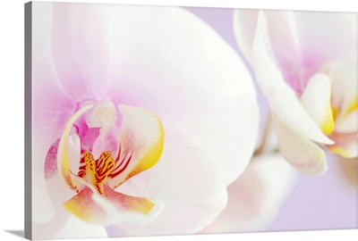 White phalaenopsis orchids, pastel lilac background, close-up.