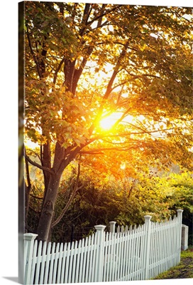 White Picket Fence and Trees at Sunrise