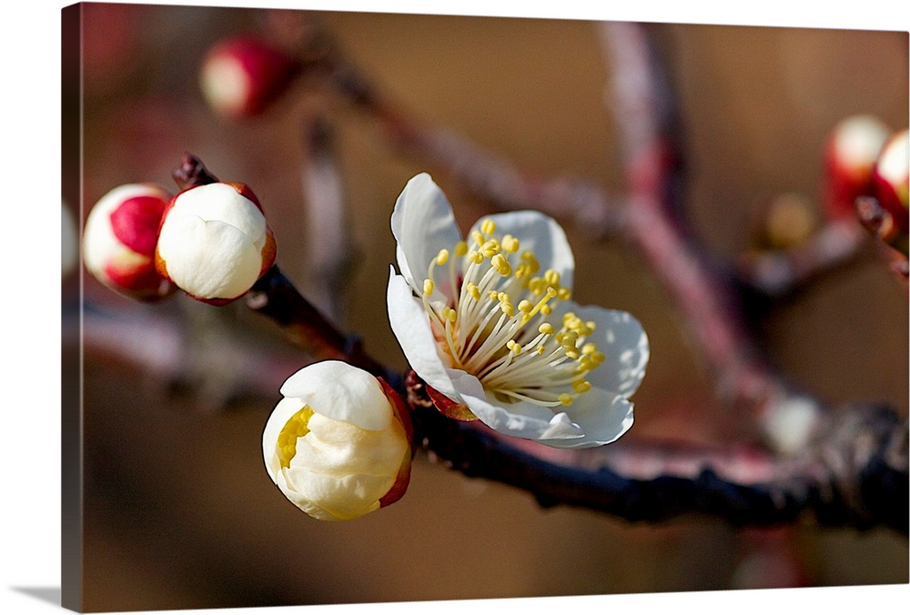 White plum blossoms in sunlight.