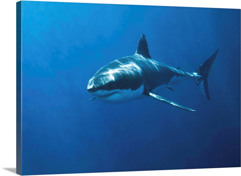 White pointer shark (Carcharodon carcharias)Neptune Island South Australia