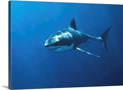 White pointer shark (Carcharodon carcharias)Neptune Island South Australia