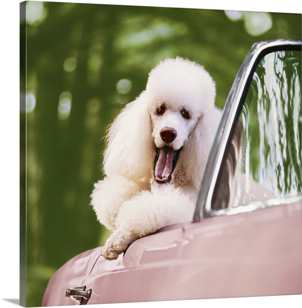 White Poodle in pink convertible car