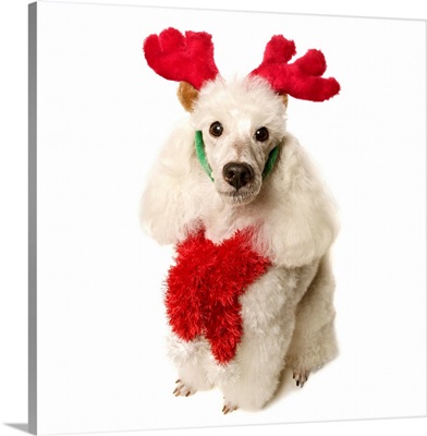 White poodle wearing red Christmas antlers and red scarf