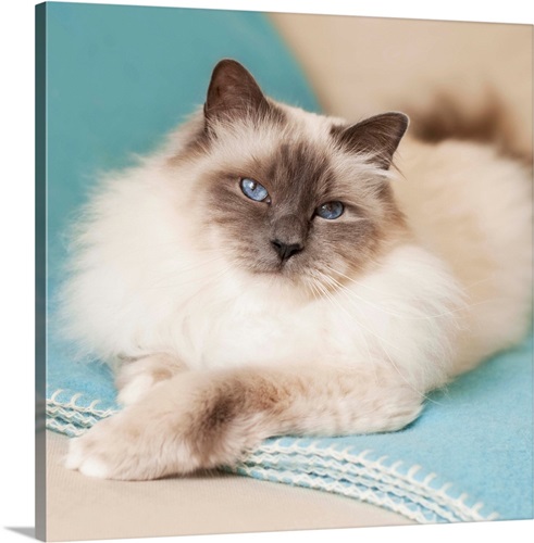 White sacred birman cat with blue eyes lying on blue blanket. Wall Art ...