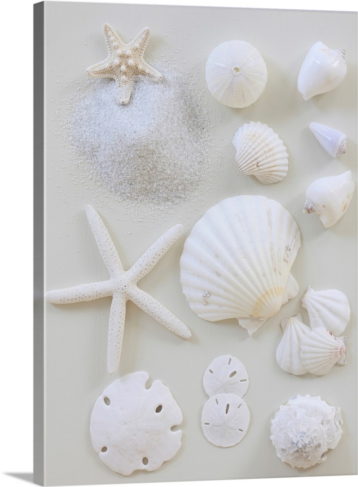 A collection of starfish, sea shells and sand dollars are scattered onto a flat surface and photographed from above.