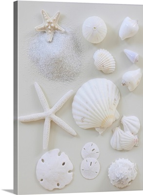 White shells, starfish and sand dollars