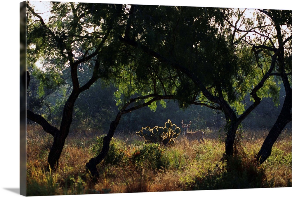 White-Tailed Deer and Trees