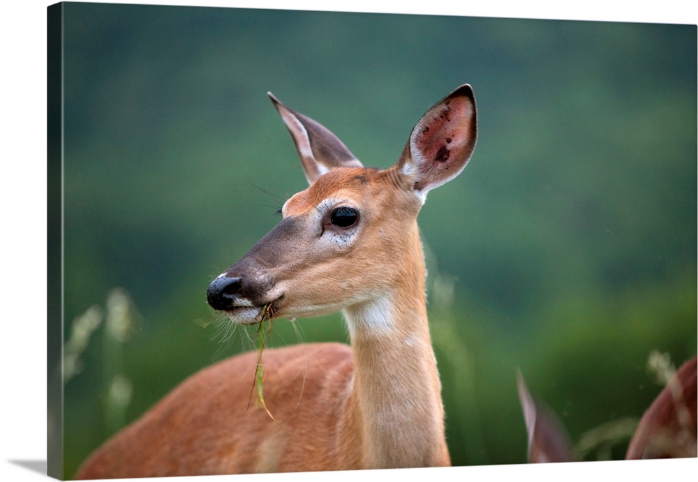 USA, Virginia, Shenandoah National Park, White-Tailed Deer (Odocoileus virginianus) feeding at edge of forest along Skylin...
