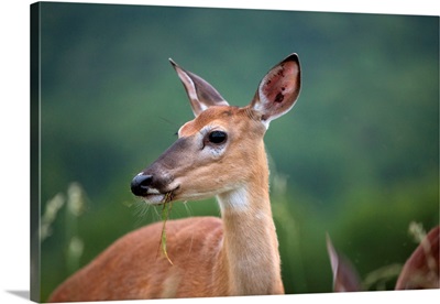 White-Tailed Deer, Skyline Drive, Shenandoah National Park, Virginia