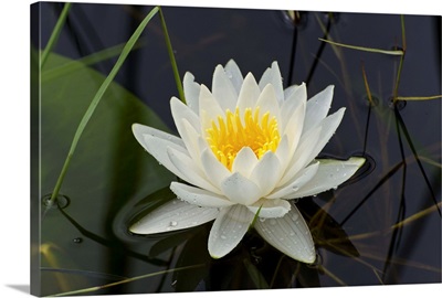 White water lilly