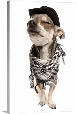 Wide-angle of a Chihuahua with his eyes closed wearing a scarf and a cowboy hat