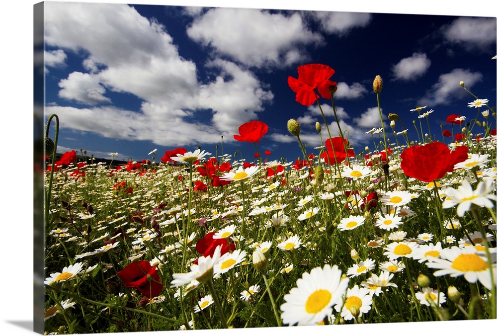 Wide angle view of meadow of poppies and daisies, Low viewpoint against deep blue sky and white fluffy clouds.