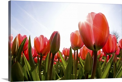 Wide angle view of Red Tulip Field