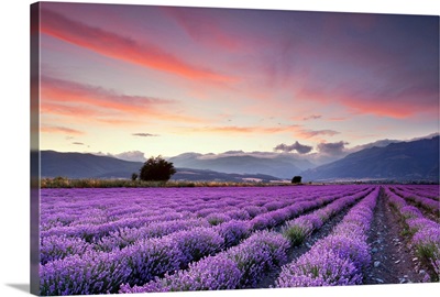 Wide lavender field at sunset.