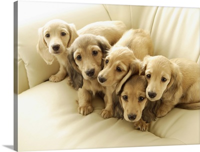 Wiener puppies