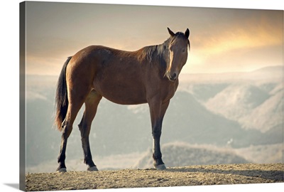 Wild brown horse standing at canyon during sunset.