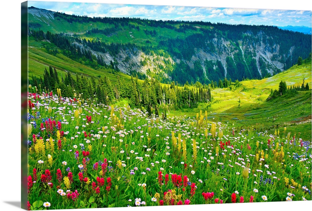 Wild flowers blooming on top of Mount Rainier during the summer.