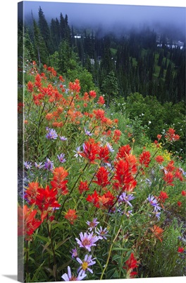 Wild flowers in the Rainier National Park