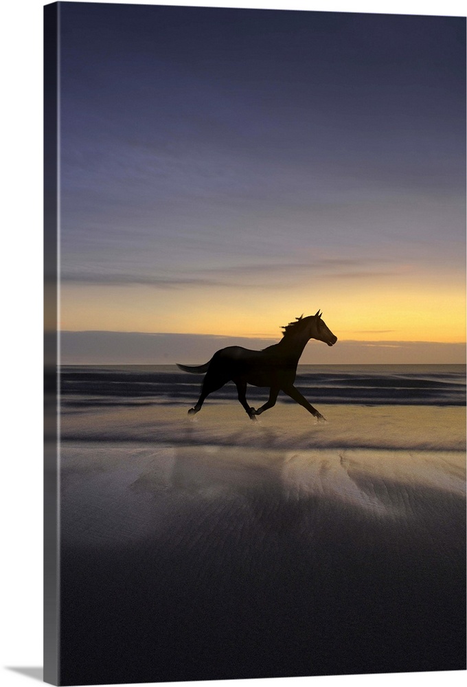Wild horse running on beach at sunset with reflection in water.