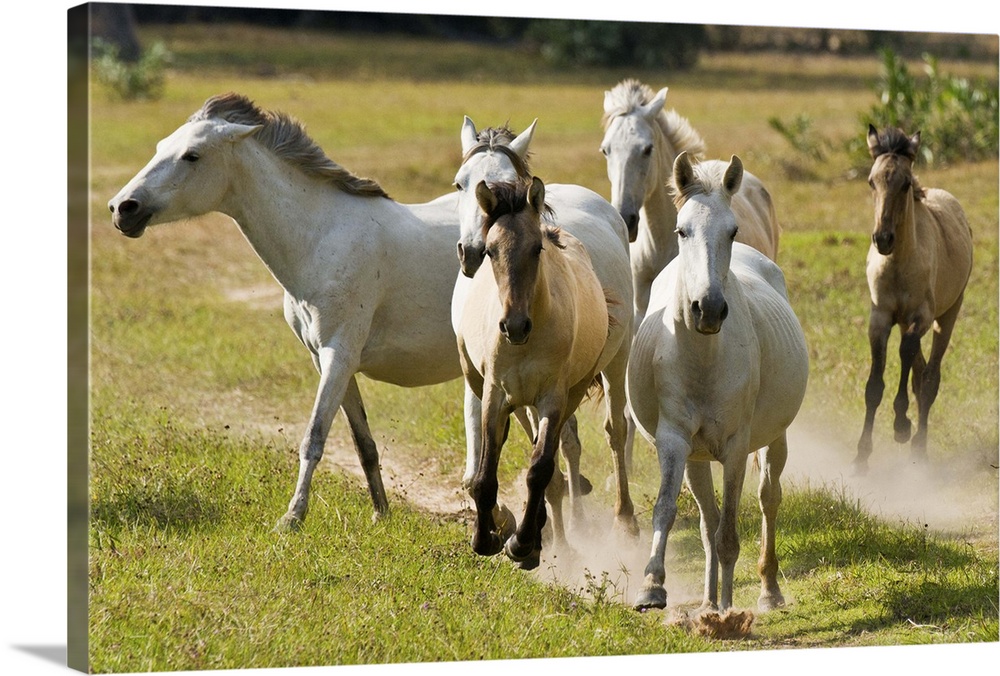Wild horses running across the Pantanal