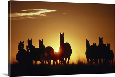 Wild Horses at sunset
