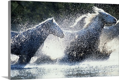 Wild horses, France