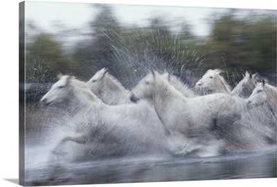 Wild horses, France
