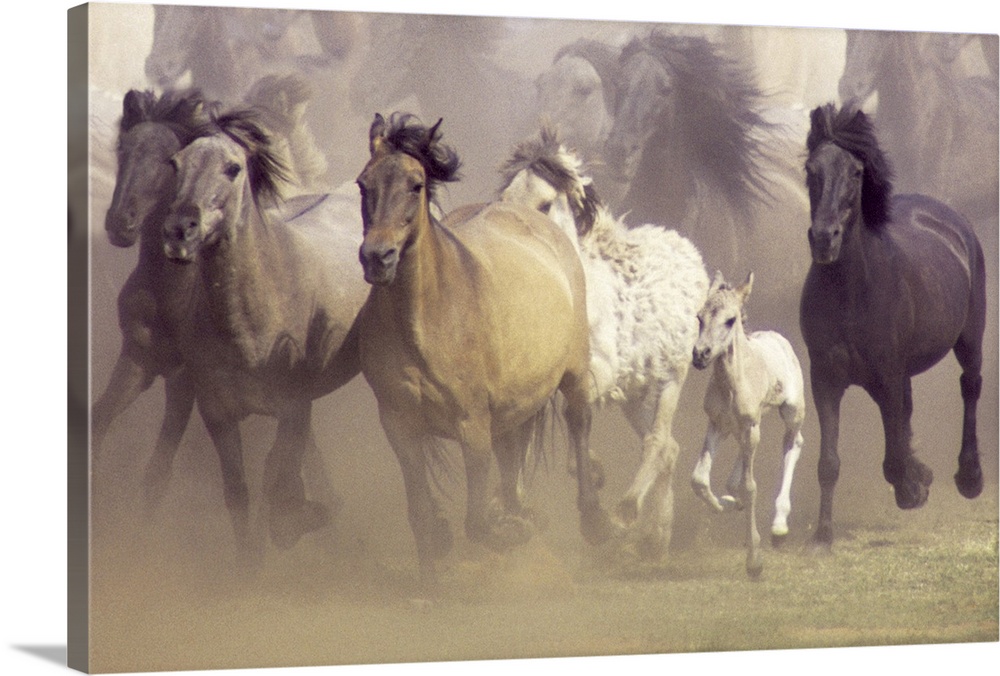 An untamed herd of horses galloping in a field.