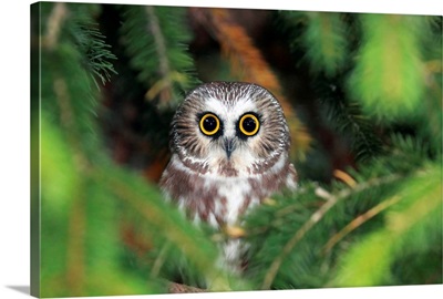 Wild Northern Saw-Whet Owl peering out from pine tree in Ontario, Canada.