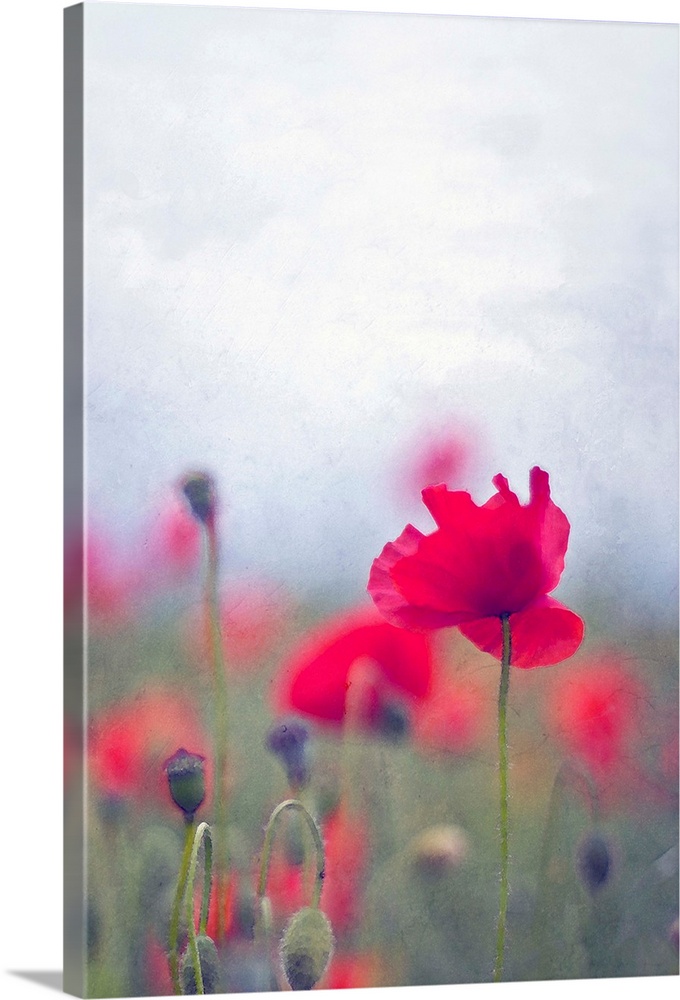 Wild red poppies with single poppy in focus.