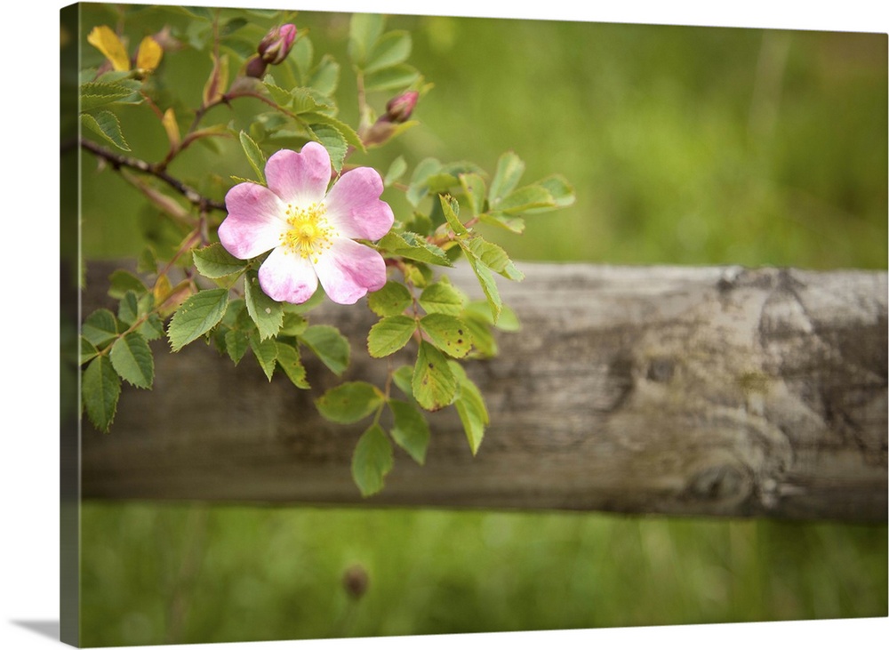 Pink wild rose growing against rustic fence.