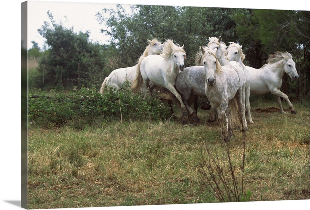 Wild white horses