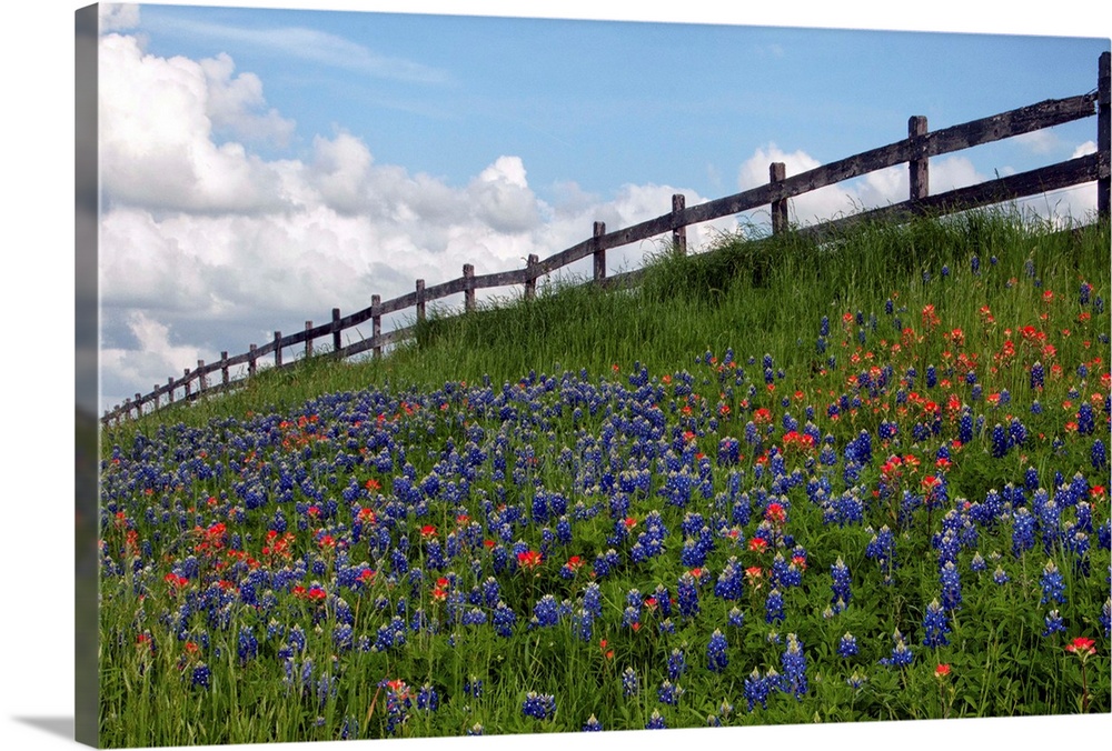 View of wildflower heaven against blue sky, Washington County, Texas.